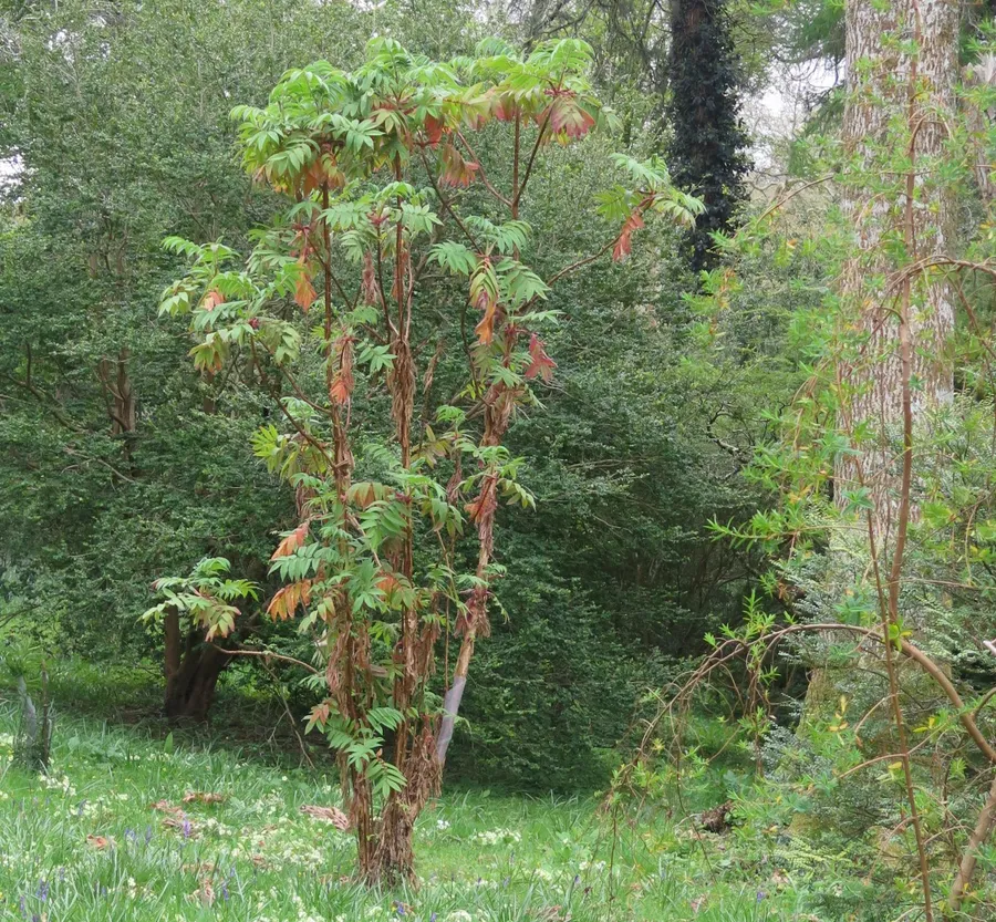 sēwērwo