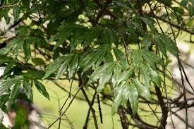 lākātānwo
