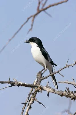 thomoratsokwe