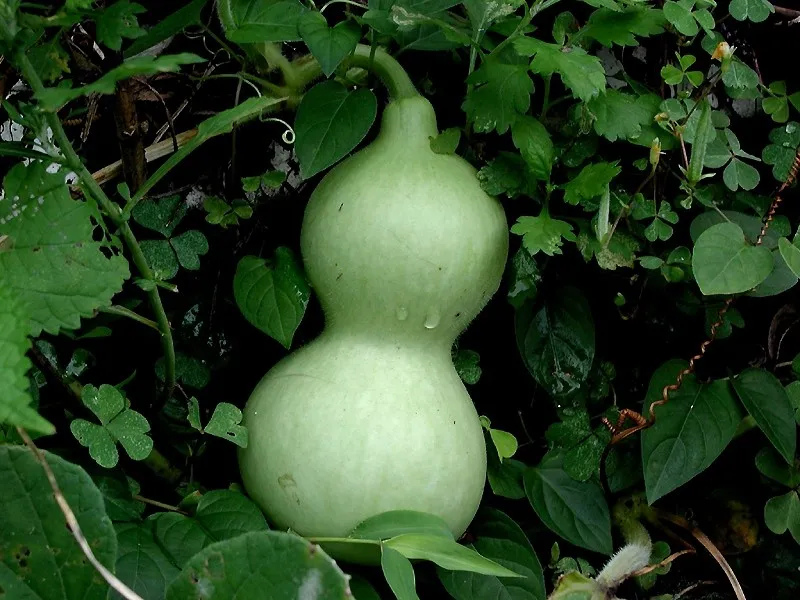 leraka