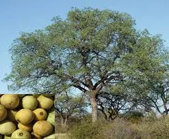 marula, morula
