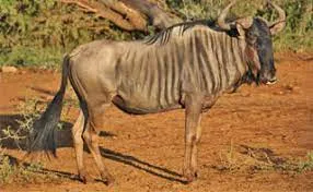 kgokong