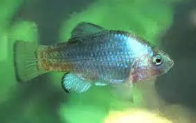 kerepole