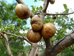 mabilo