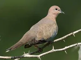 lephepane