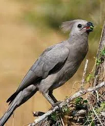 mokowe