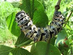 notoleetsana
