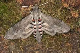 naatla