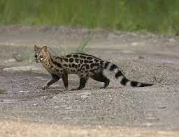 tšhipa