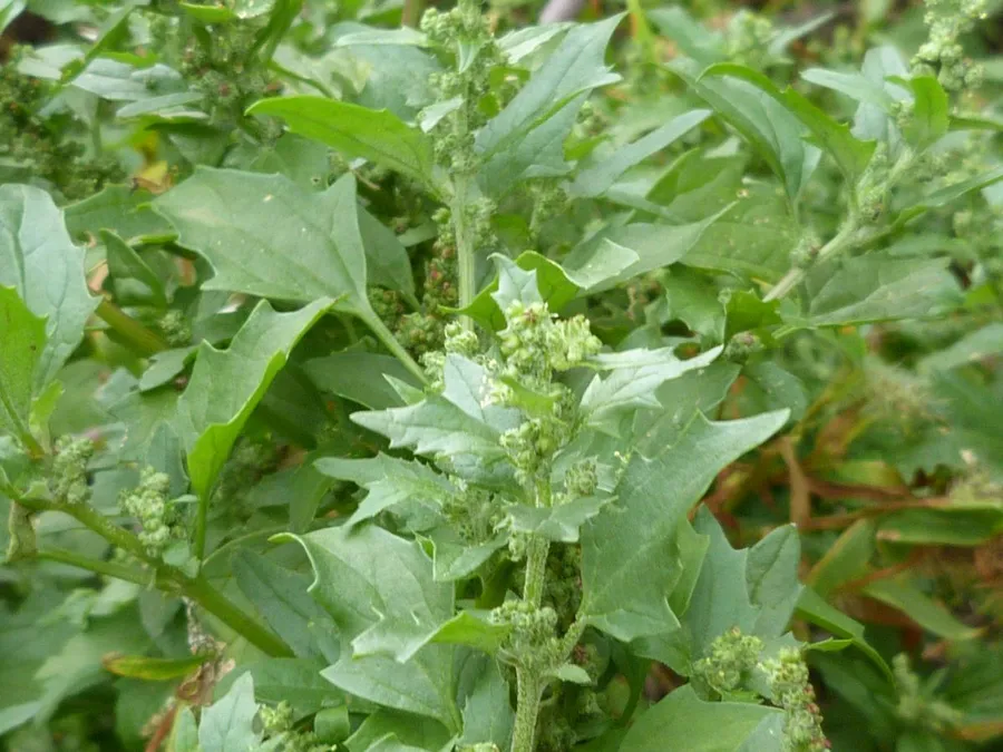 serua