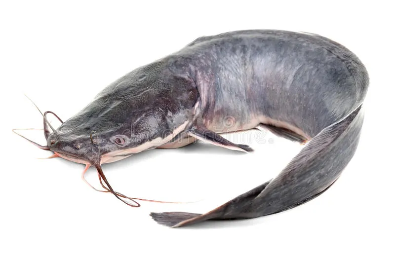 paboro