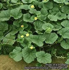 thagaraga