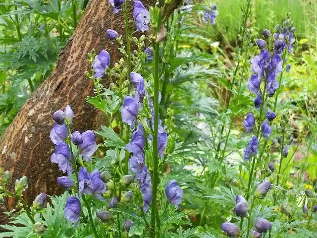 अतीस