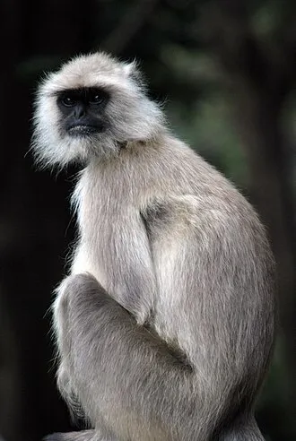 ग्वान