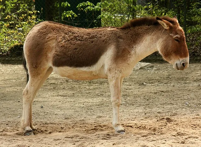 जंगली गधा