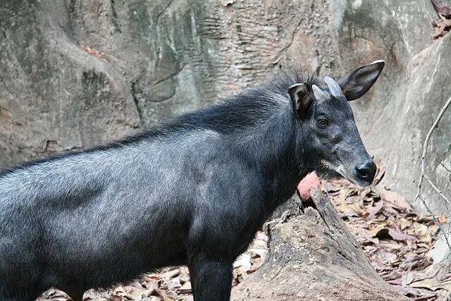 सरों