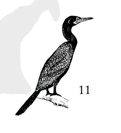 mïngwa