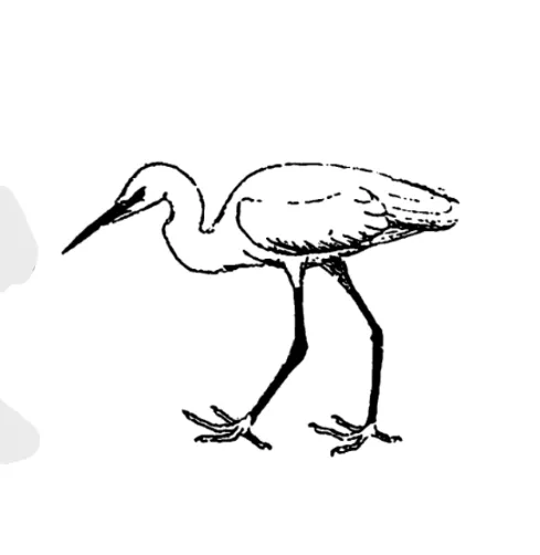 nguarɨ icho