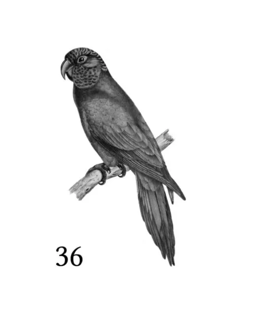 sii