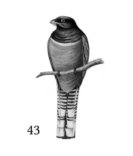 surukúa