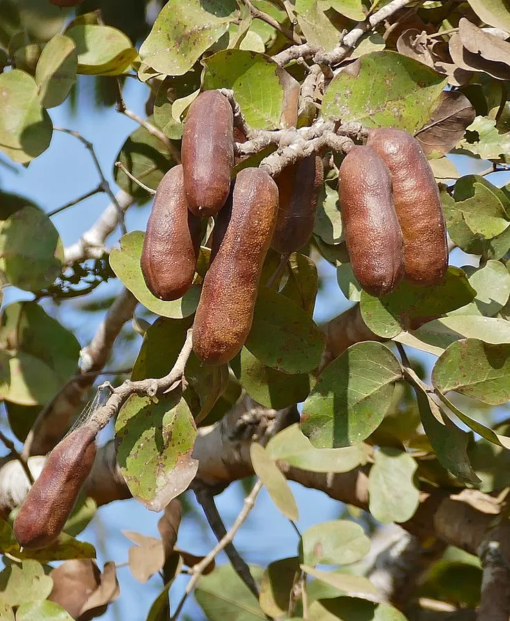 tibarë