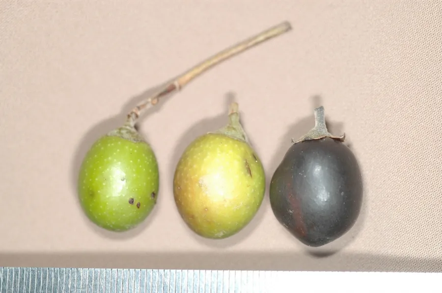 turuma