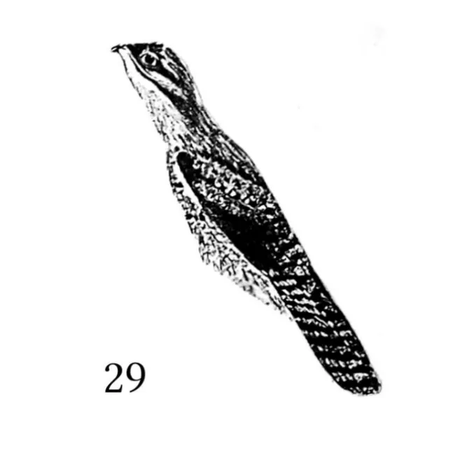 oroti