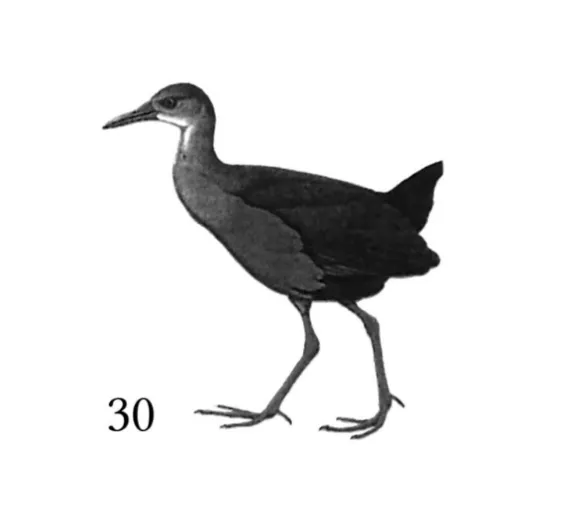 siraku