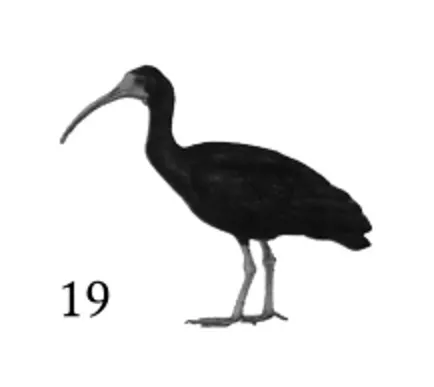 chɨkuru