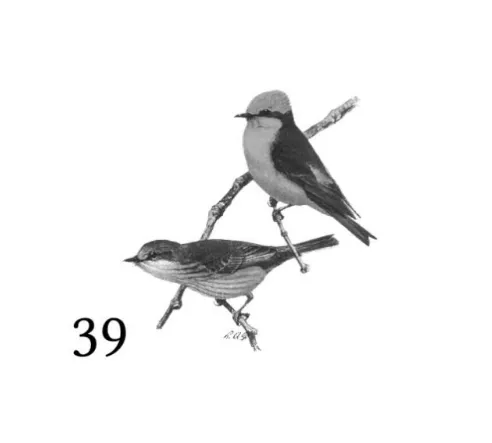 ngirï ɨrɨ̈