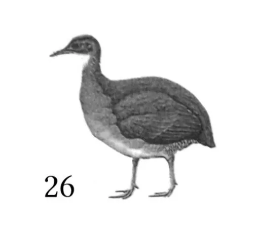 nambu