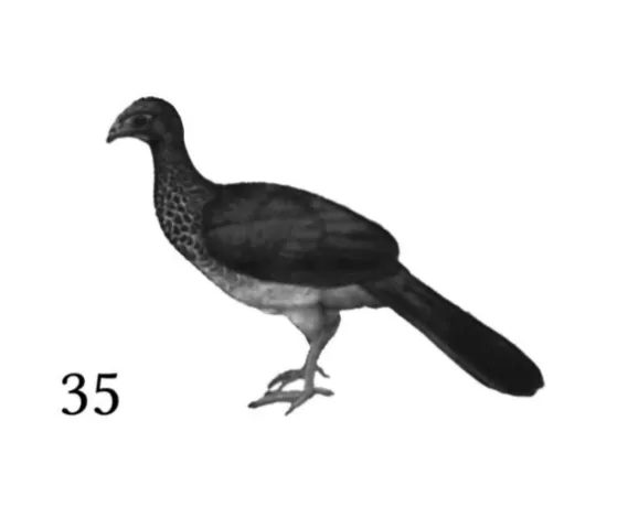 aräkä