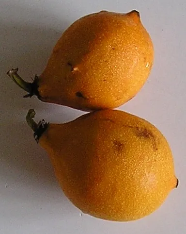 tɨkishɨa