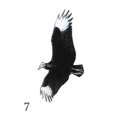 urubu
