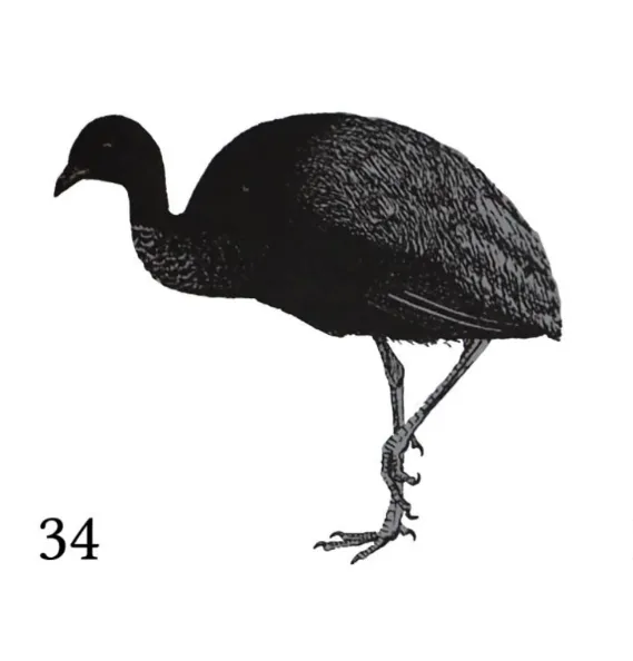 mbitö ara