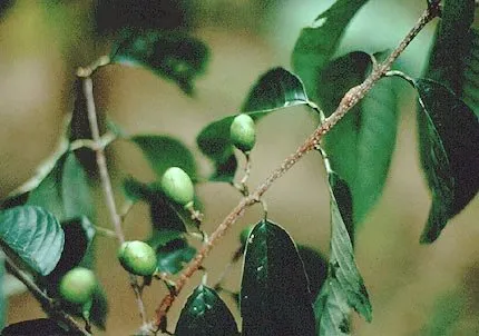 ibachisi