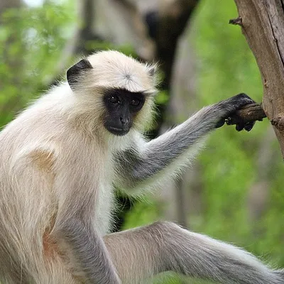 arsi