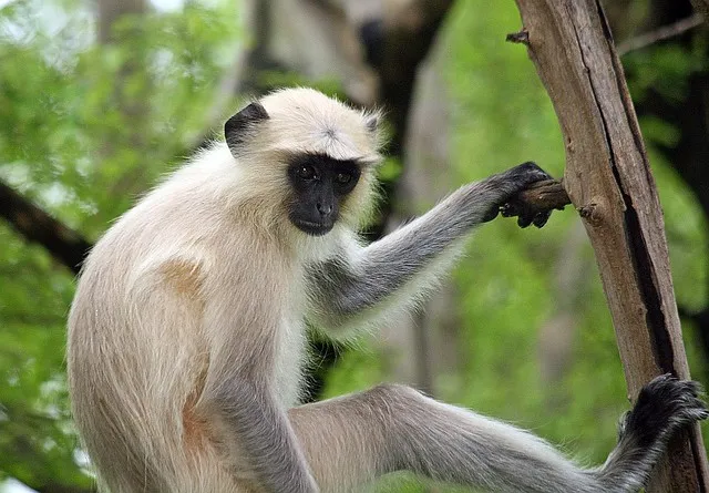 arsi