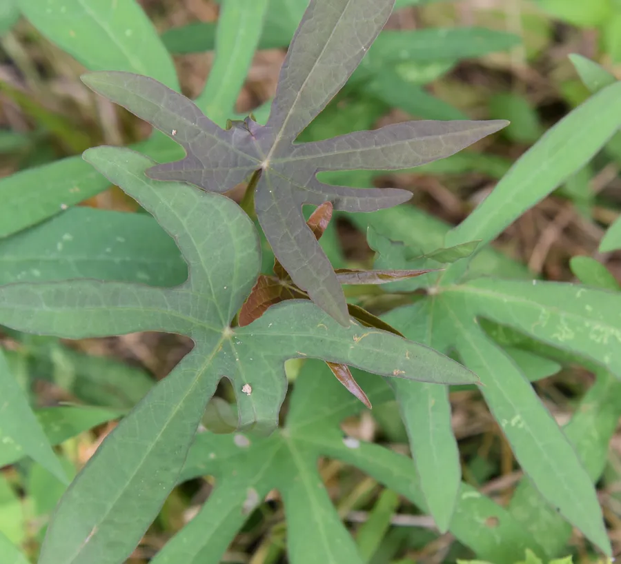 jiʔi gudgaiol