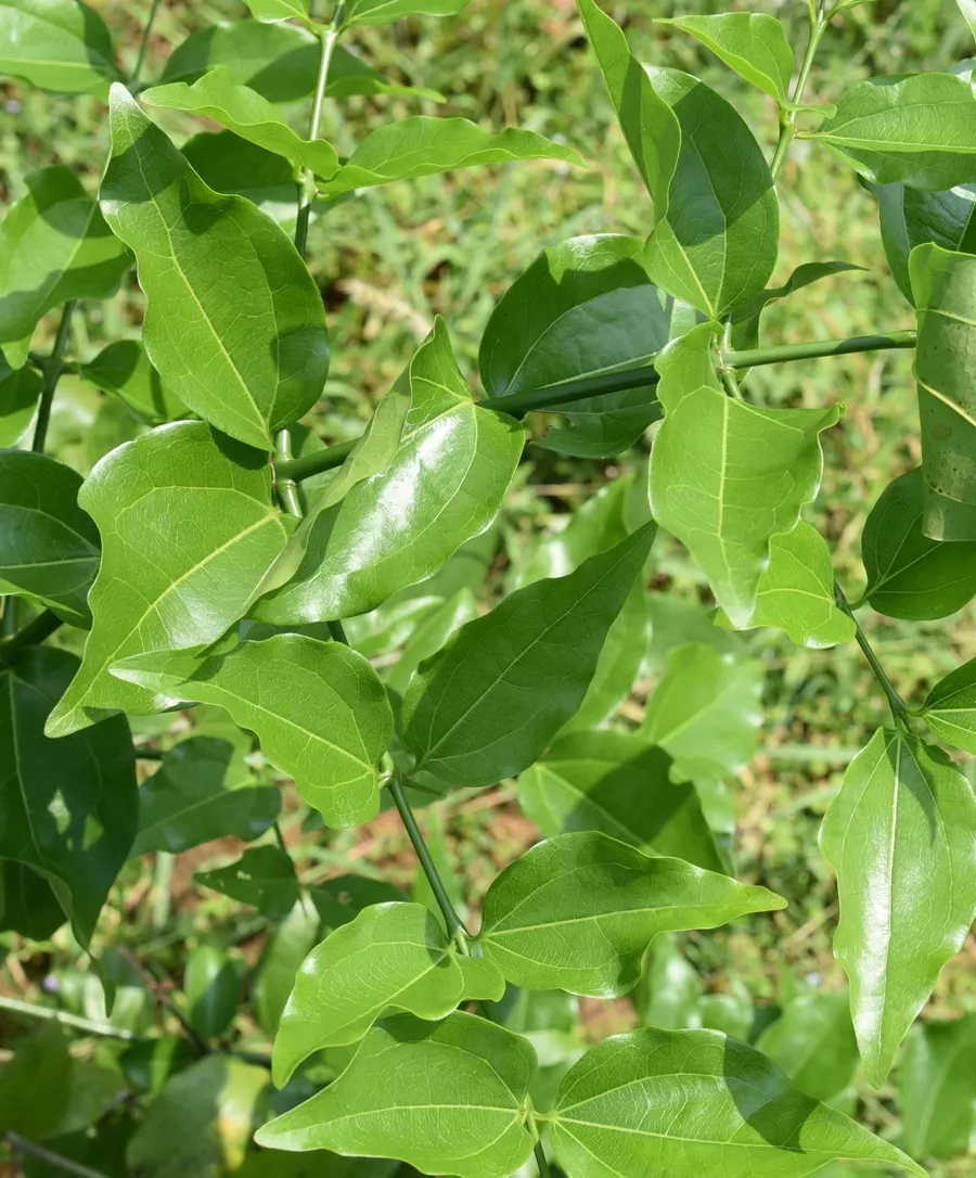 karaol