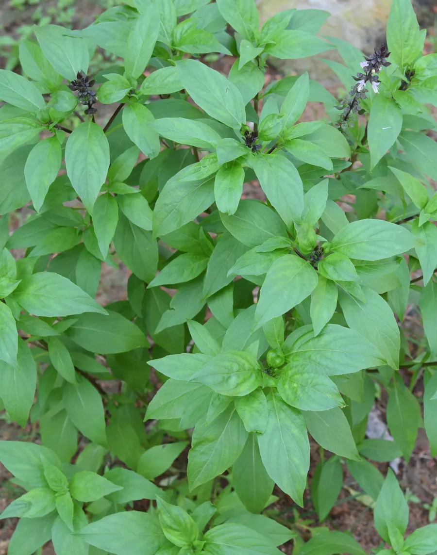 ta?ar tulsi