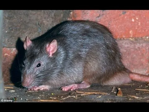kəmbul