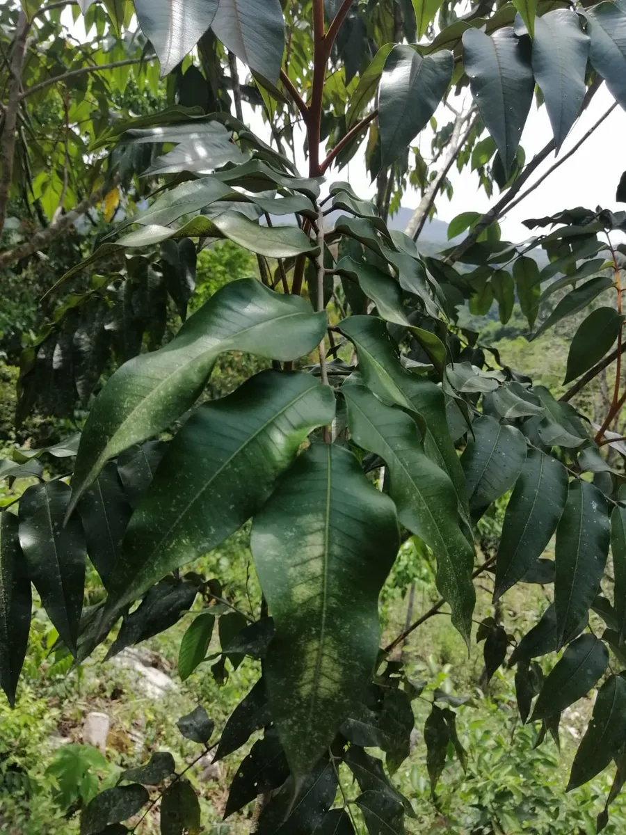 kurus k'iu