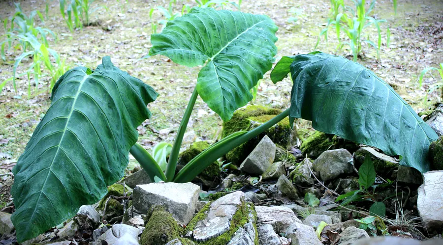 lo'