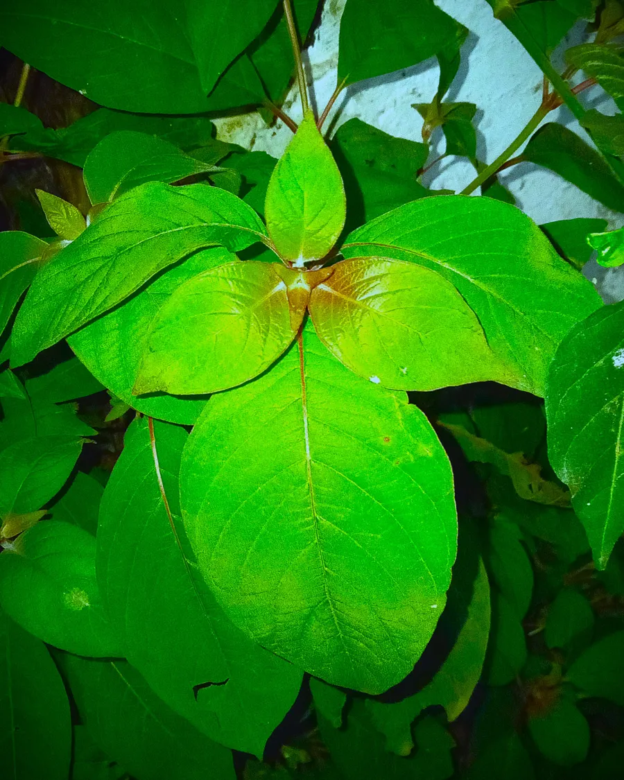 talakachan