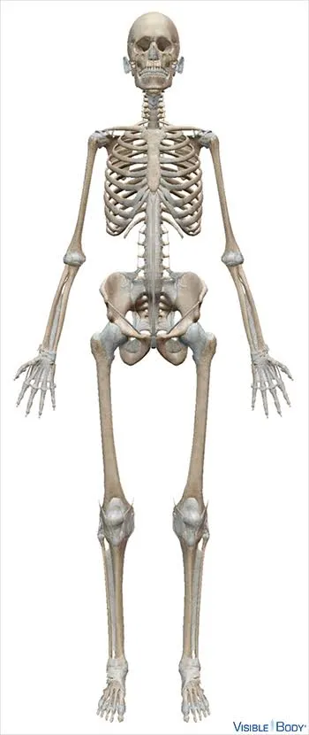 𞋅𞋨𞋮𞋇𞋀𞋮