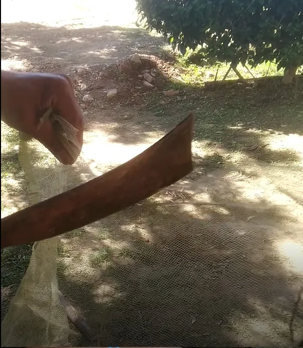 𞋅𞋁𞋋