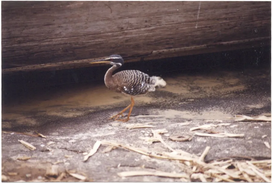 tunatxarara