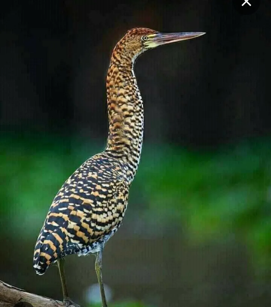 matxawayi