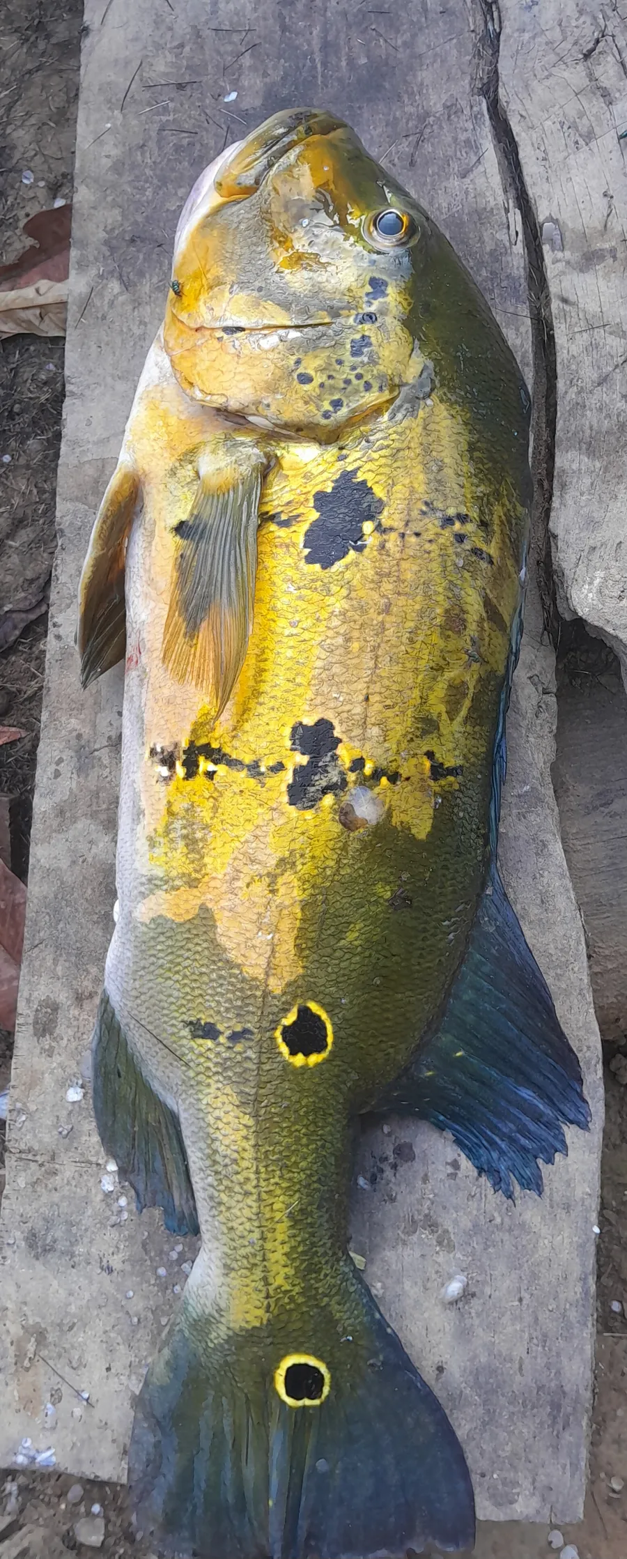 yuknani